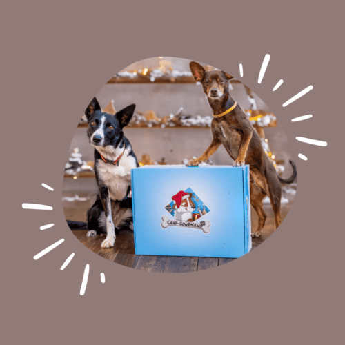 10 idées de cadeaux parfaits pour les chiens et leurs humains !