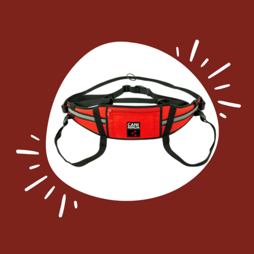 10 idées de cadeaux parfaits pour les chiens et leurs humains !