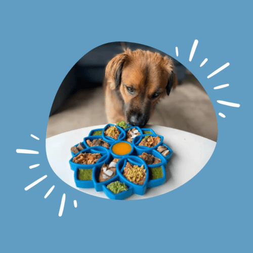 10 idées de cadeaux parfaits pour les chiens et leurs humains !