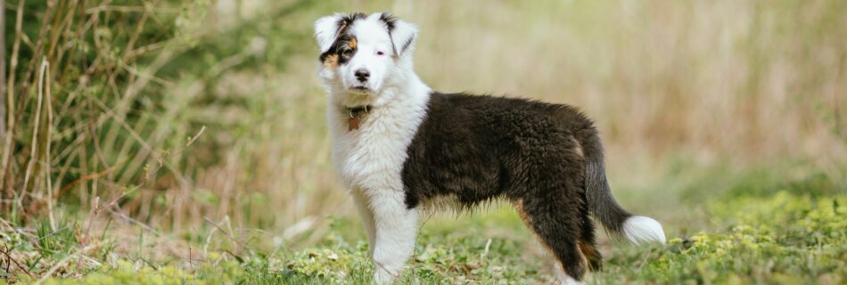 Adorable chiot type Border Collie cherchant son prénom de chien commençant par A pour 2025.