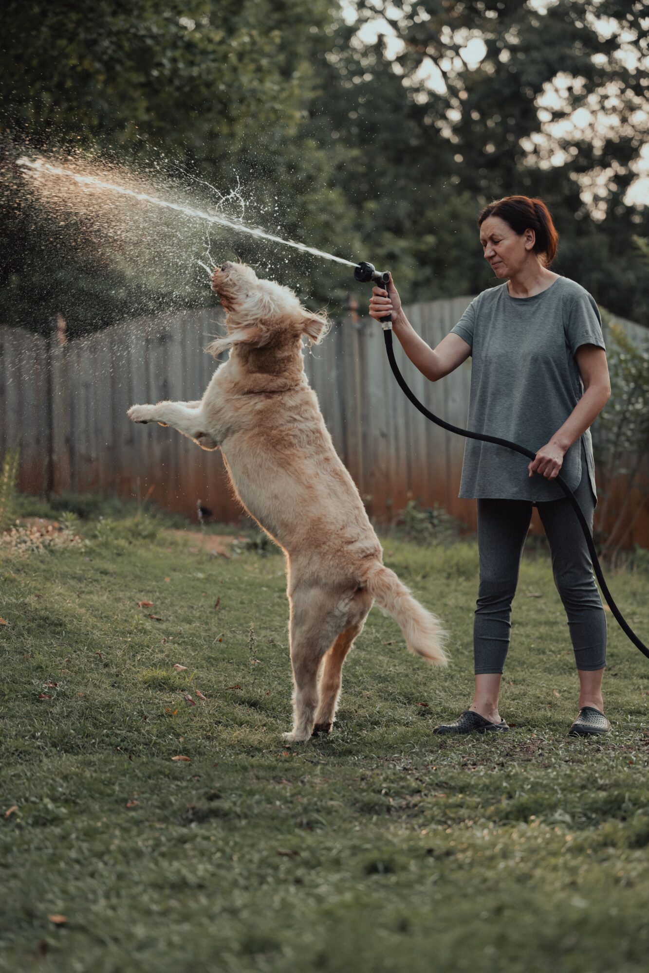 Femme qui arrose son chien avec un tuyau d’arrosage dans un jardin