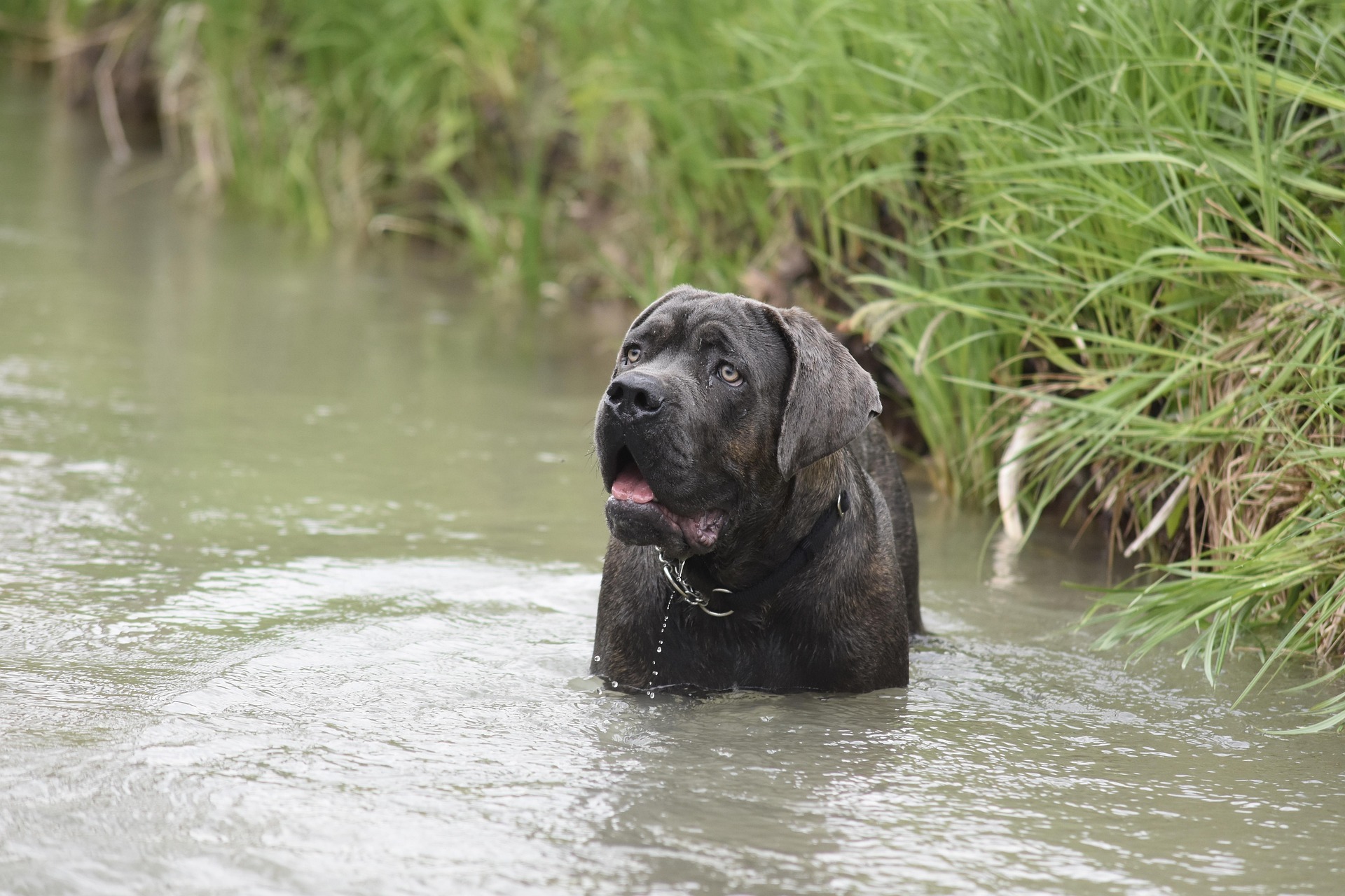 Cane Corso qui se baigne dans une rivière au bord des hautes herbes