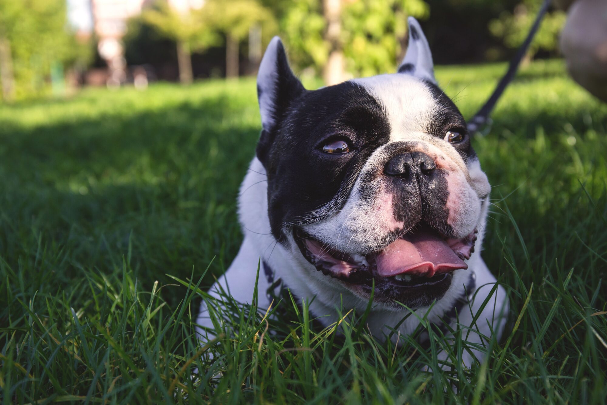 Bouledogue français noir et blanc allongé dans l’herbe, la langue sortie