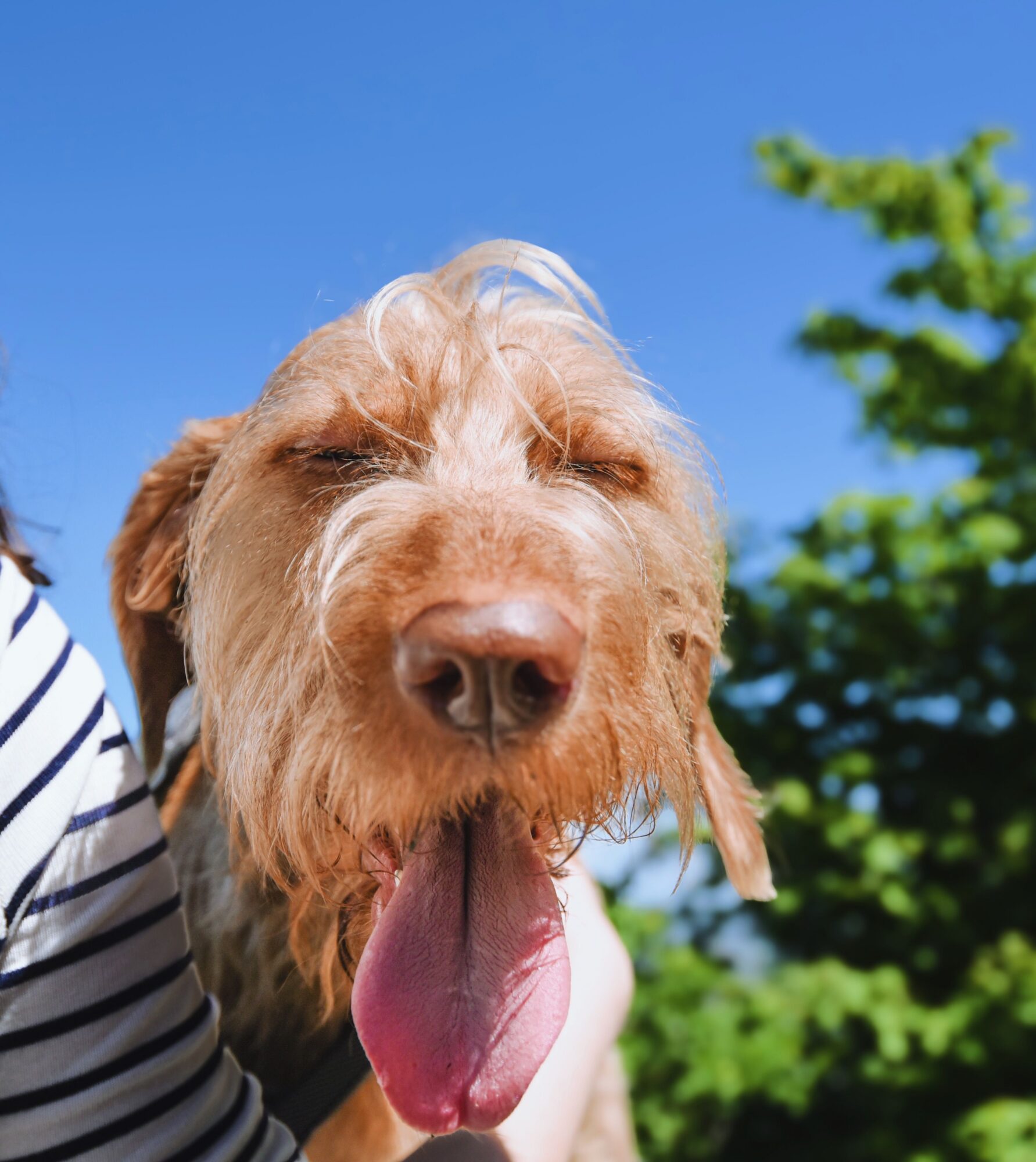 Chien à poil dur, la langue sortie, qui halète en plein soleil