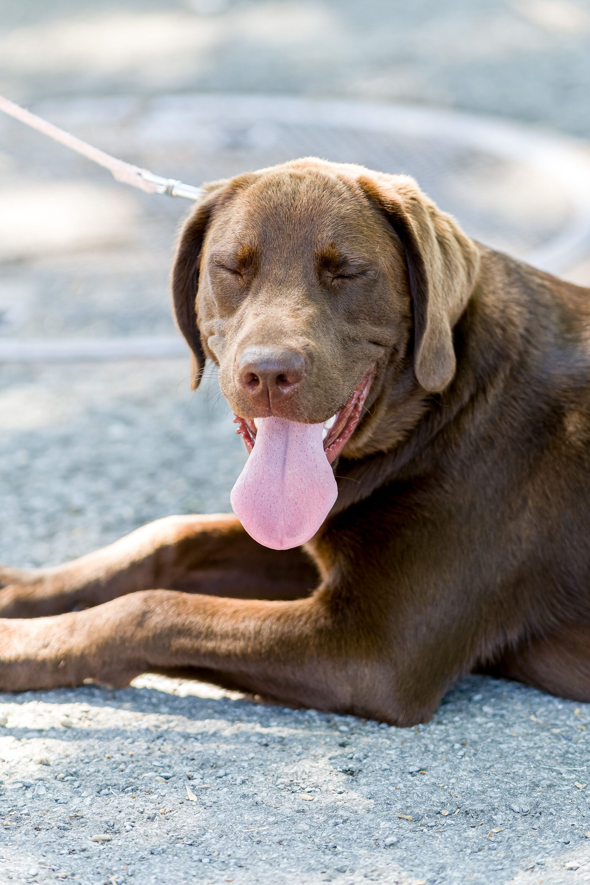 Grand chien brun allongé à terre, la langue pendante, qui halète