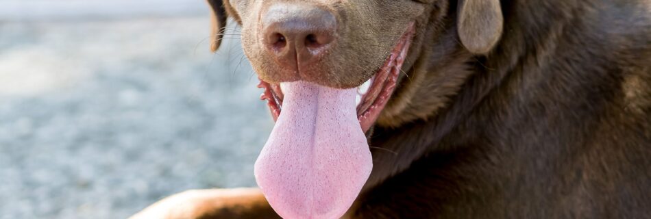 Grand chien brun allongé à terre, la langue pendante, qui halète