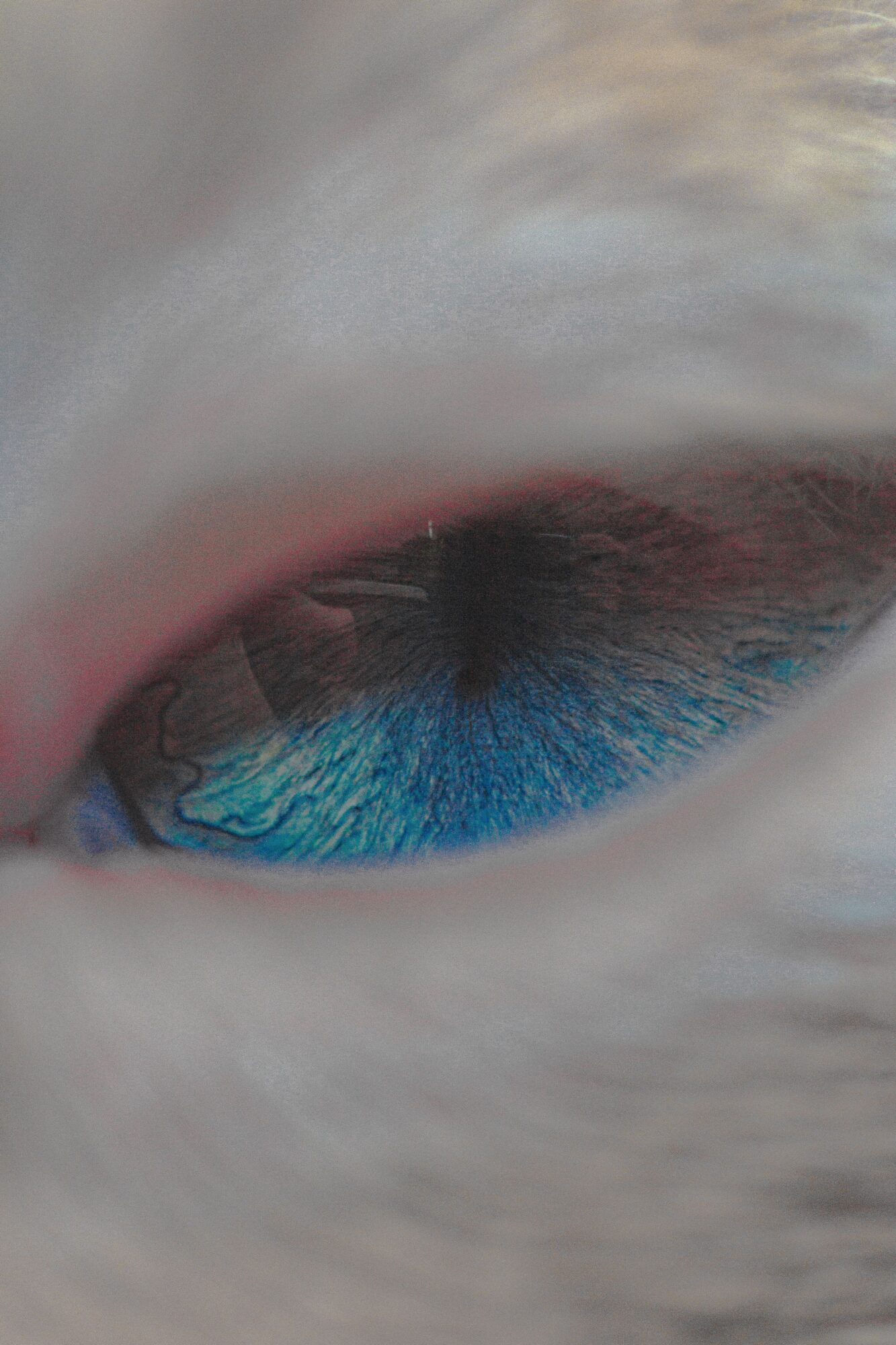 Gros plan sur l'œil bleu d'un chien au pelage clair