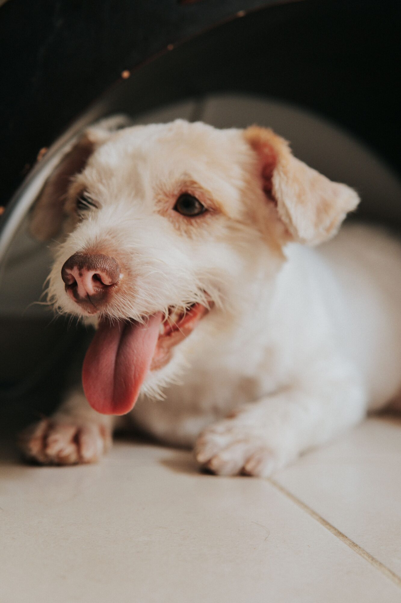 Petit chien blanc qui halète, allongé sur un carrelage