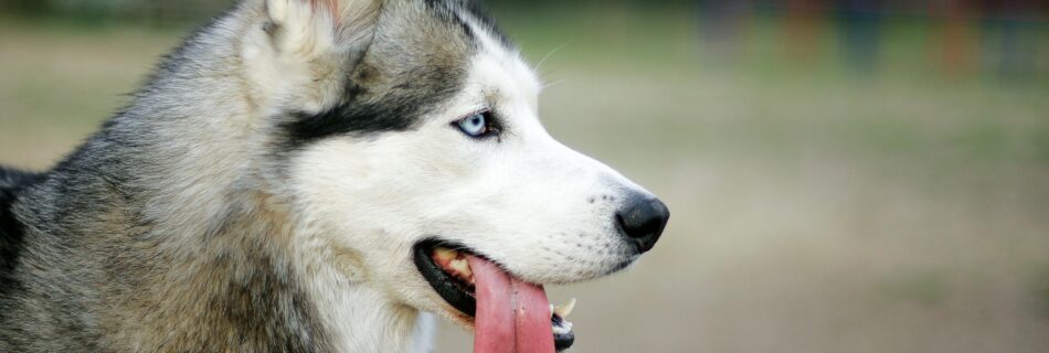Husky Sibérien : Le chien aux mille facettes
