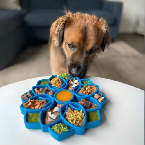 Chien qui flaire un plateau d'enrichissement garni de friandises, posé sur une table