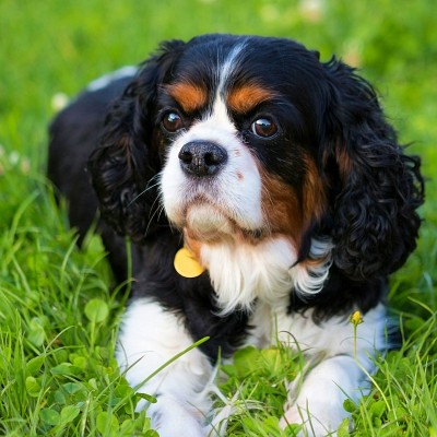Cavalier King Charles tricolore