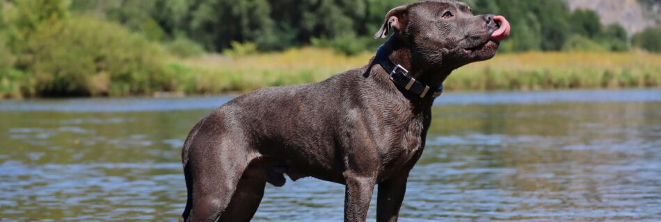 Le Staffie, ou l’art d’allier force et tendresse
