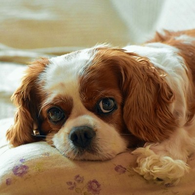 Cavalier King Charles Blenheim