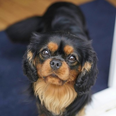 Cavalier King Charles noir et feu