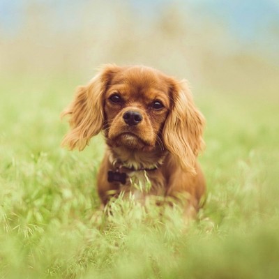 Cavalier King Charles ruby