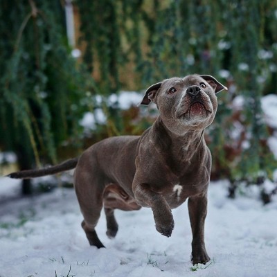 Staffie bleu (gris)