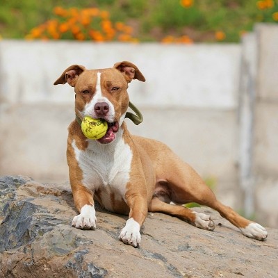 Chien Staffie fauve et blanc