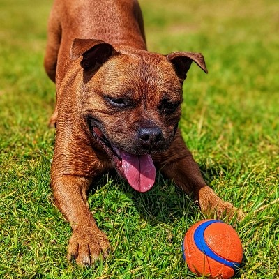 Staffie couleur rouge
