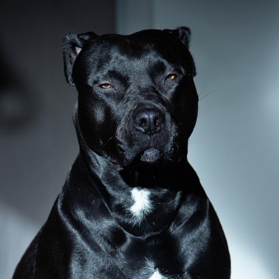 Staffie noir et blanc