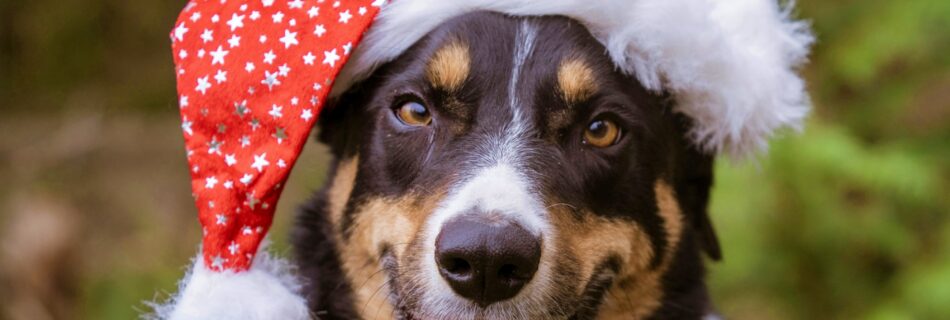 Top 10 des idées de cadeaux de Noël pour les chiens et leurs propriétaires