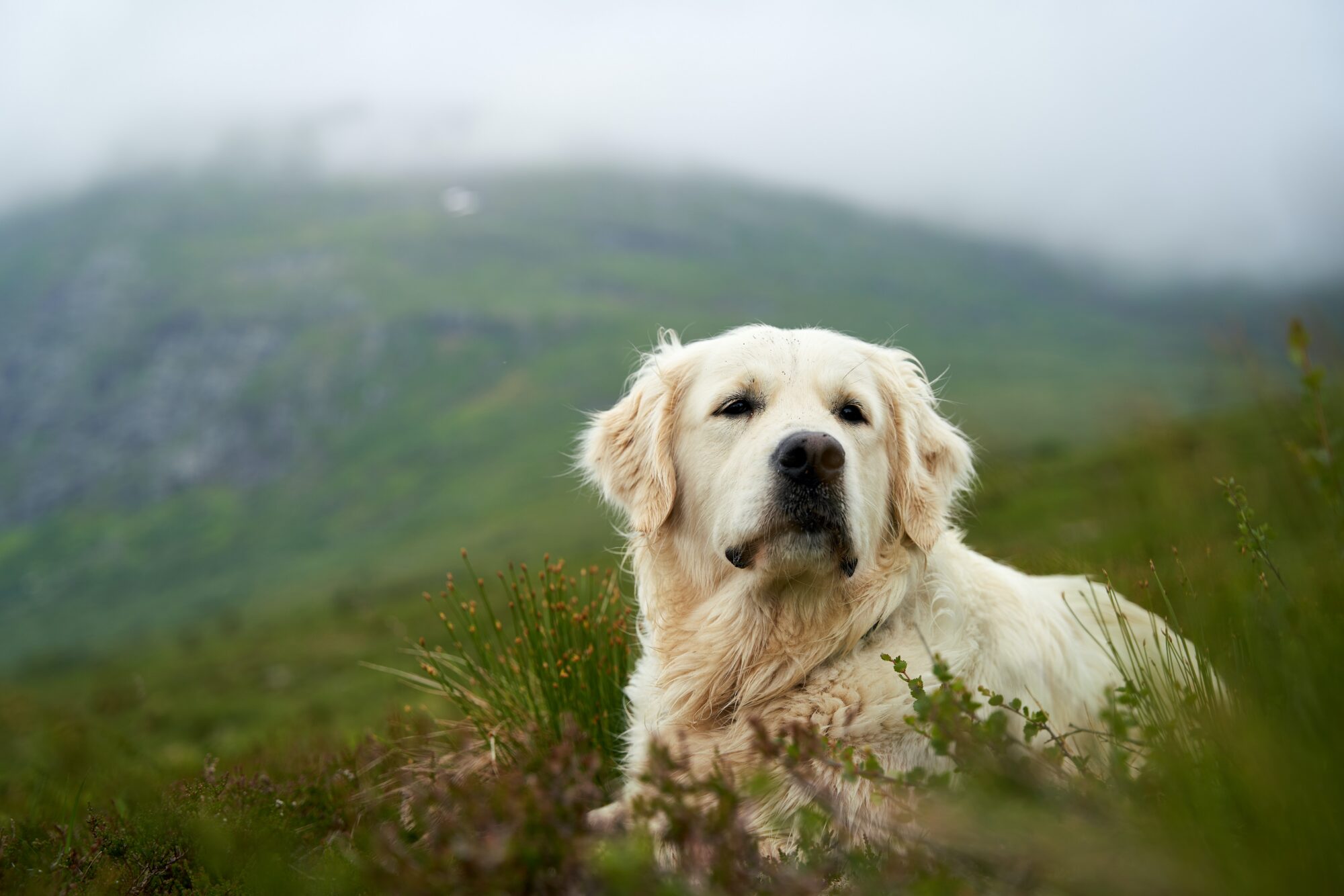 Gestion du poids chez le chien : problèmes de poids et solutions