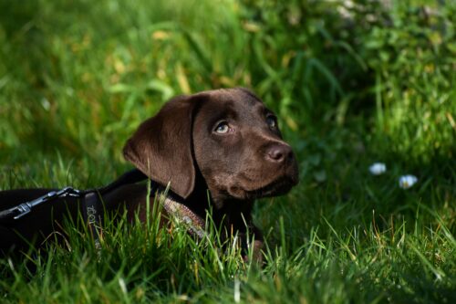 Jeune chien marron attentif dans l'herbe d'un jardin, qui découvre son environnement