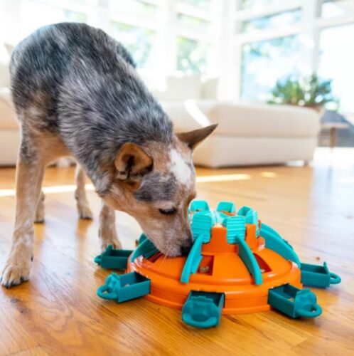 Chien de type Berger Australien utilisant le puzzle d'intelligence niveau expert Tour de Friandise Cani Gourmand.