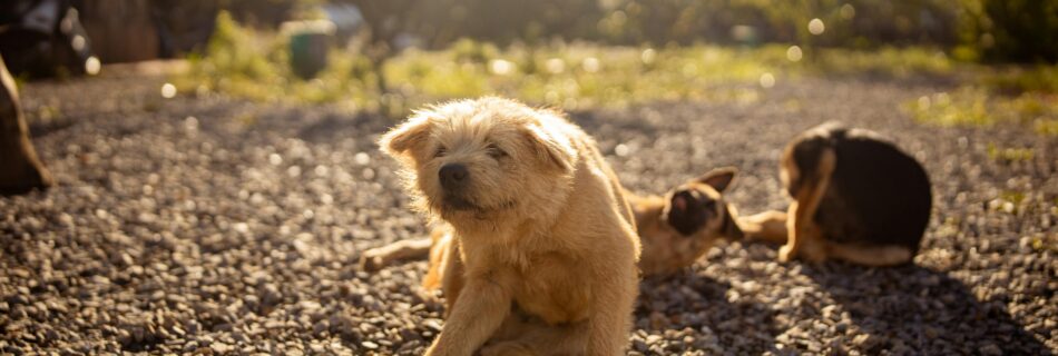 Chien clair se grattant sur des graviers, signe fréquent des parasites chez le chien au printemps.