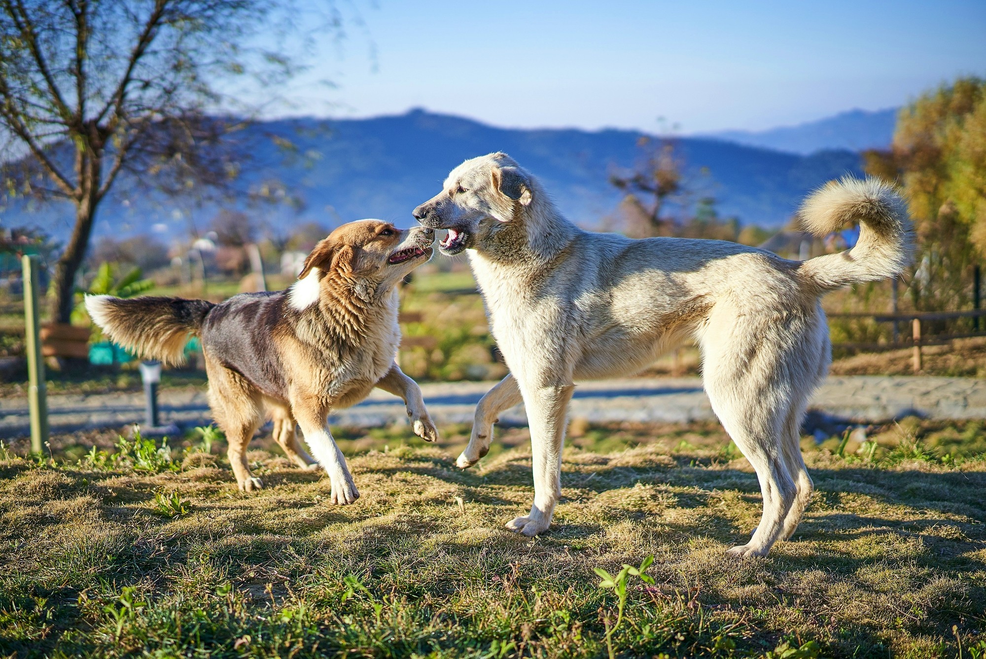 Le mythe du chien dominant : ce qu’on croit encore… et pourquoi ça pose problème