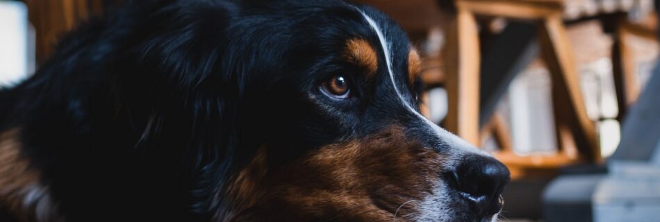 Portrait d'un chien tricolore au regard triste illustrant un chien refuse de manger