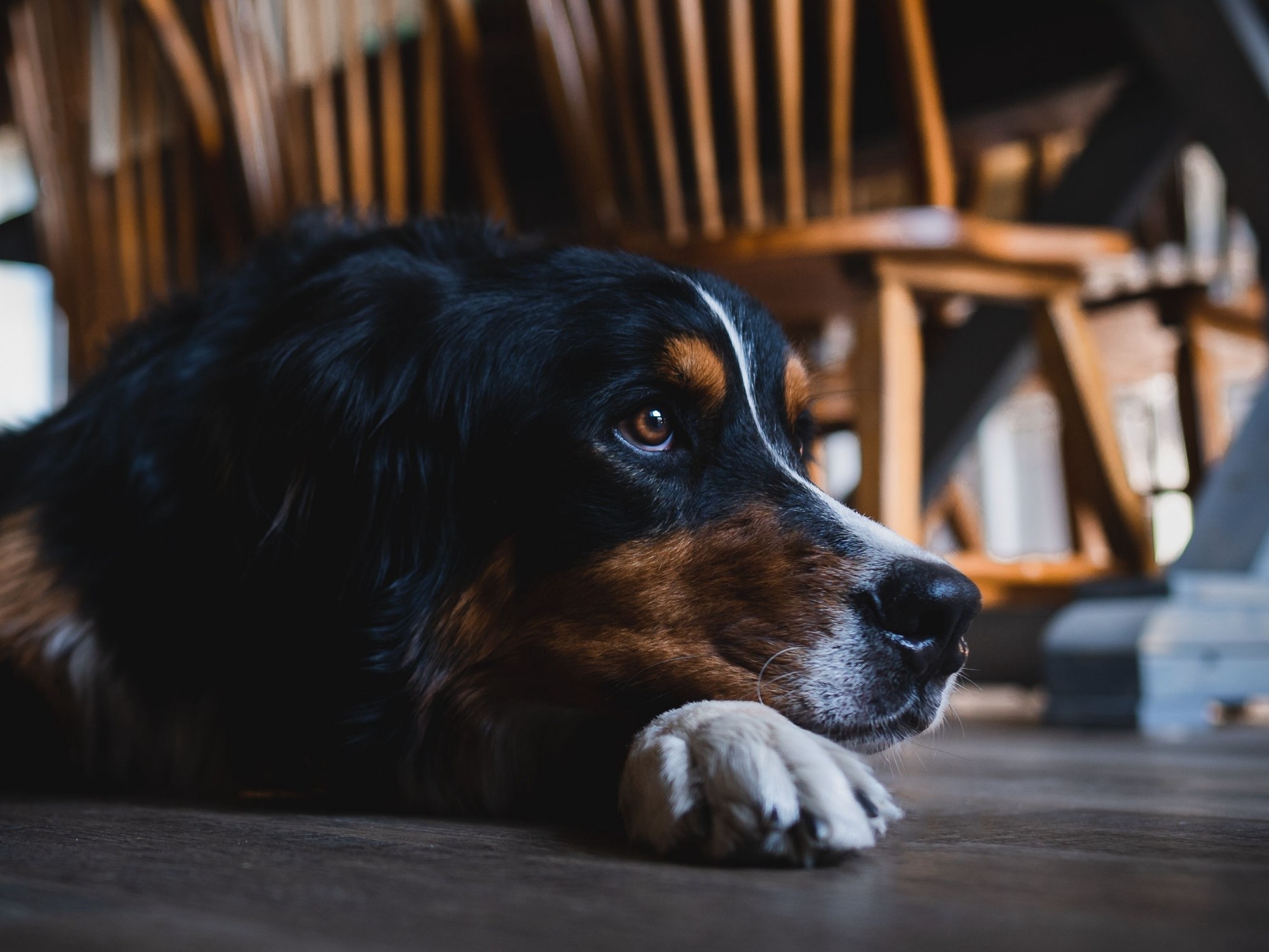 Mon chien refuse de manger : que faire ?