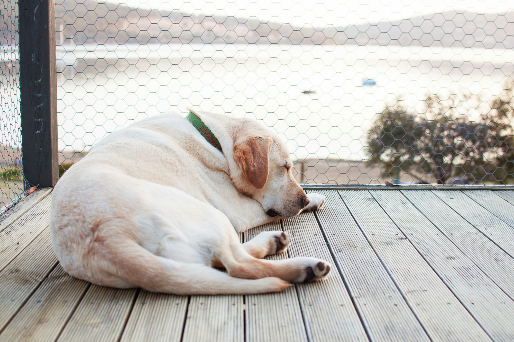 Chien en surpoids : comment l’aider sans le frustrer ?