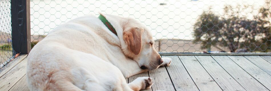 Chien en surpoids : comment l’aider sans le frustrer ?