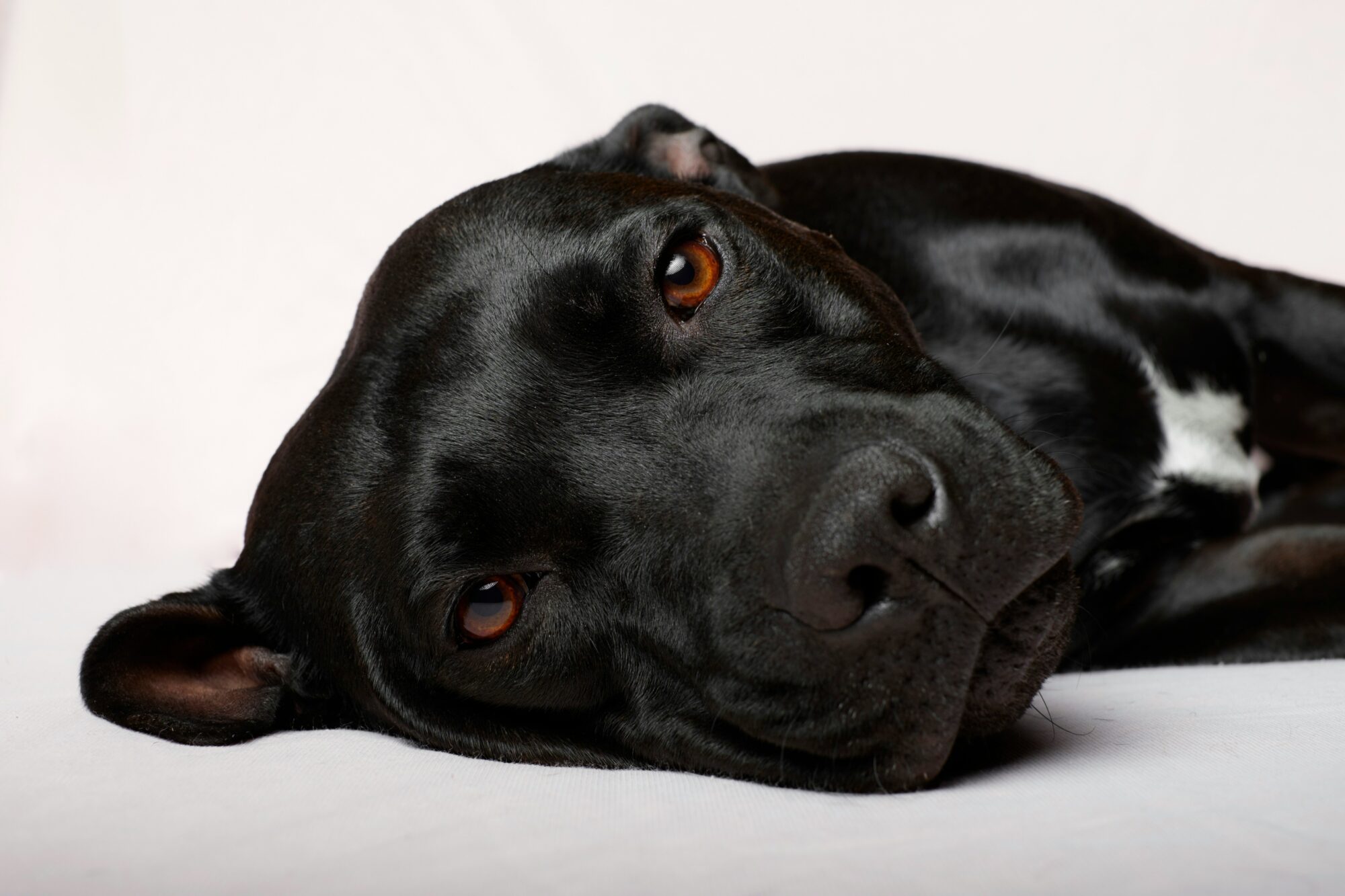 Ce que les comportements de ton chien disent de son émotion