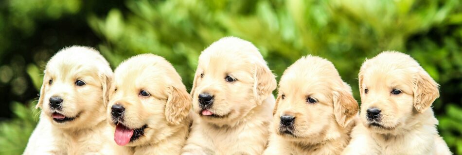 Cinq chiots golden retriever au poil crème, alignés côte à côte devant un feuillage vert, l'un d'eux la langue sortie