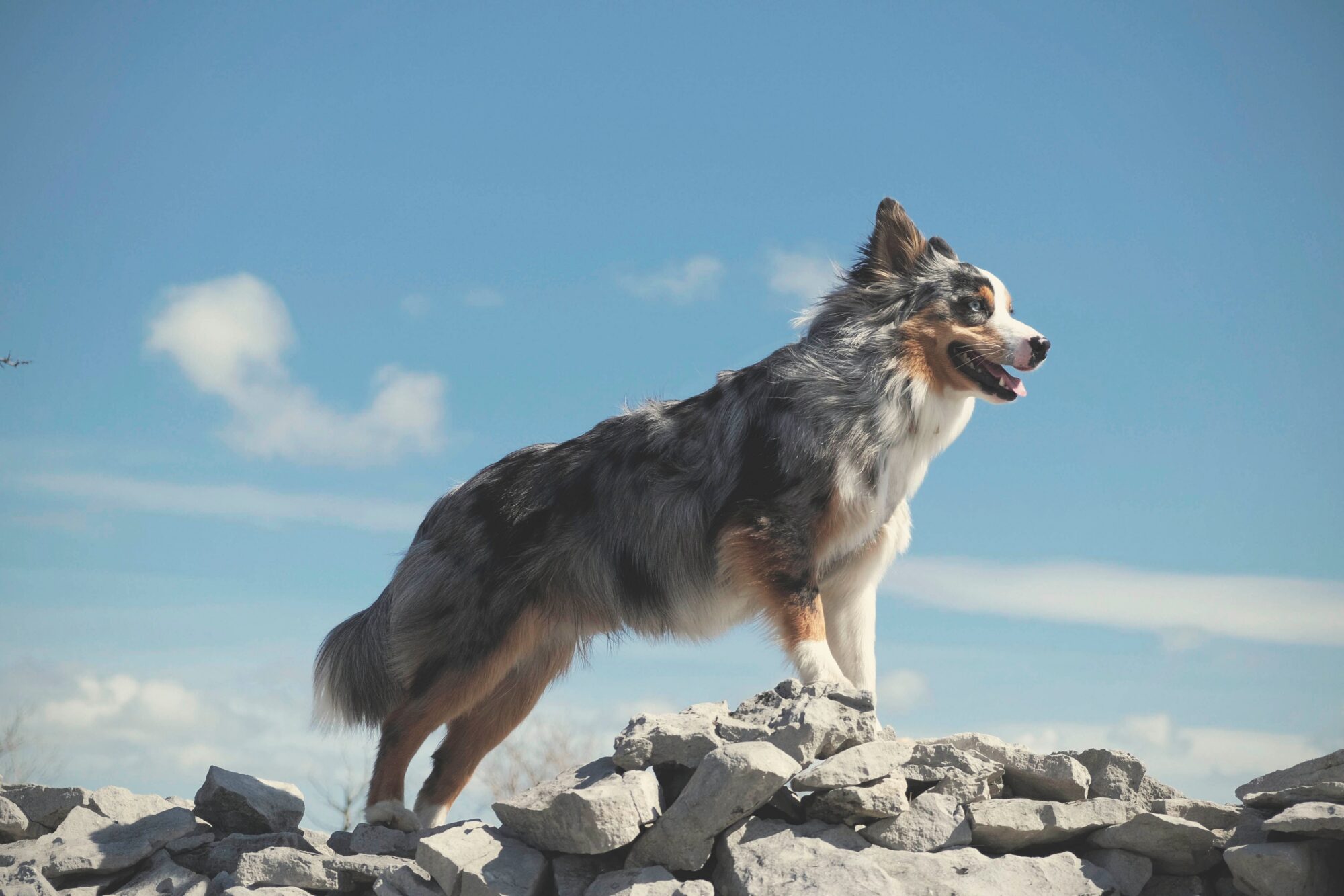 Berger australien bleu merle de profil sur un muret de pierres