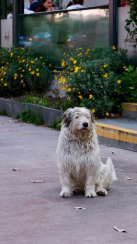 Bobtail au poil gris clair et blanc assis face à l'objectif sur un trottoir, devant des massifs fleuris