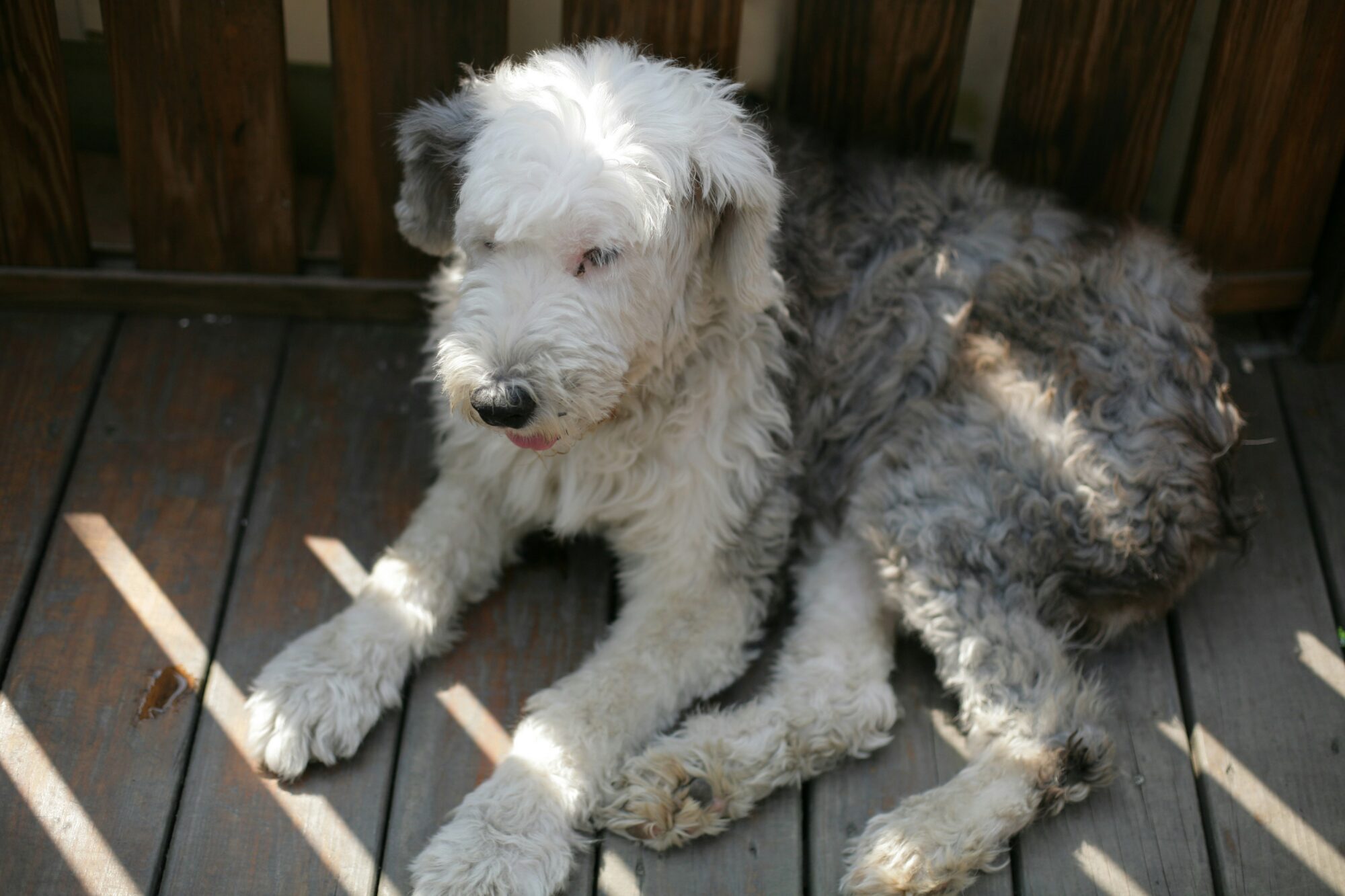 Bobtail au poil gris et blanc couché au soleil sur une terrasse en bois