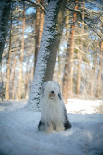 Bobtail au poil long gris clair et blanc dans la neige, au milieu des arbres