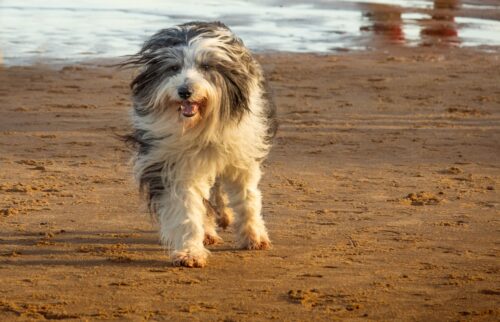 Bobtail au poil long gris et blanc qui marche sur le sable d'une plage, au bord de l'eau