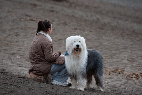 Bobtail au poil blanc et gris assis sur une plage, à côté d'une femme assise sur le sable