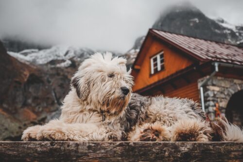 Bobtail au poil épais gris clair et blanc, couché devant un chalet en bois avec des montagnes en arrière-plan