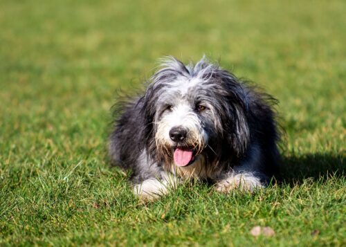 Bobtail au poil gris et blanc couché dans l'herbe, langue sortie