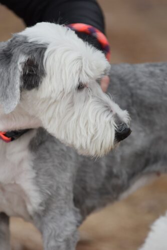Bobtail gris et blanc de profil, au poil du corps tondu court et à la tête et à la barbe fournies