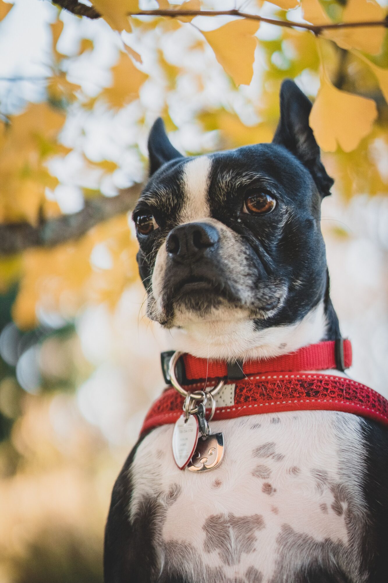 Boston Terrier noir et blanc portant un collier rouge, devant des feuillages d’automne jaunes