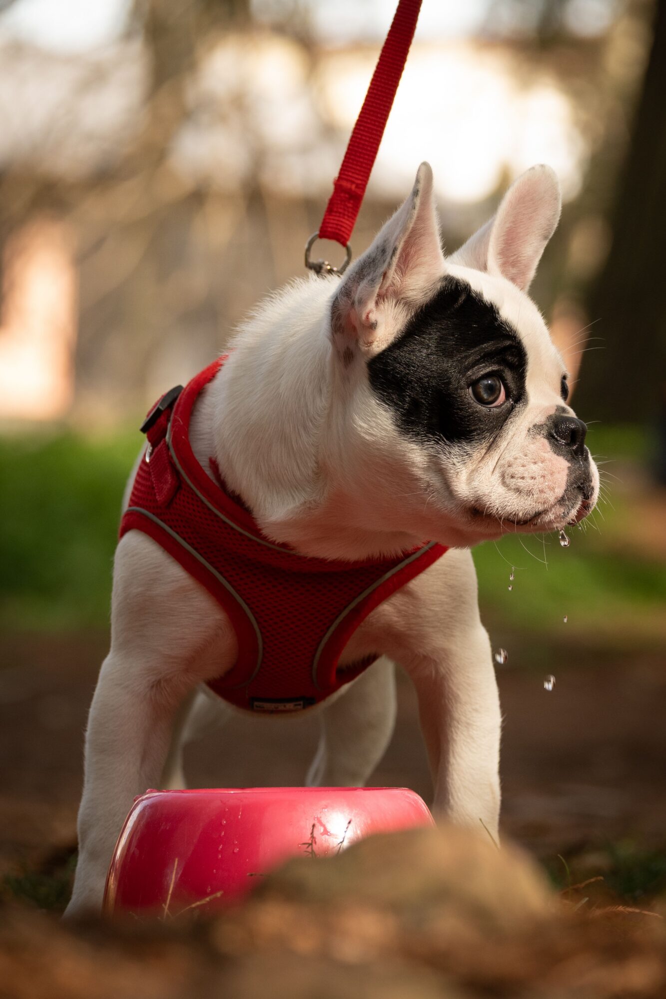 Jeune Bouledogue français blanc et noir, équipé d’un harnais rouge et tenu en laisse, près d’une gamelle rouge