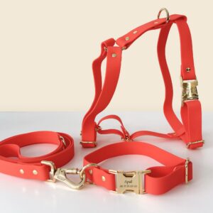 Collier, harnais en H et laisse pour chien en biothane orange Bande de Canailles