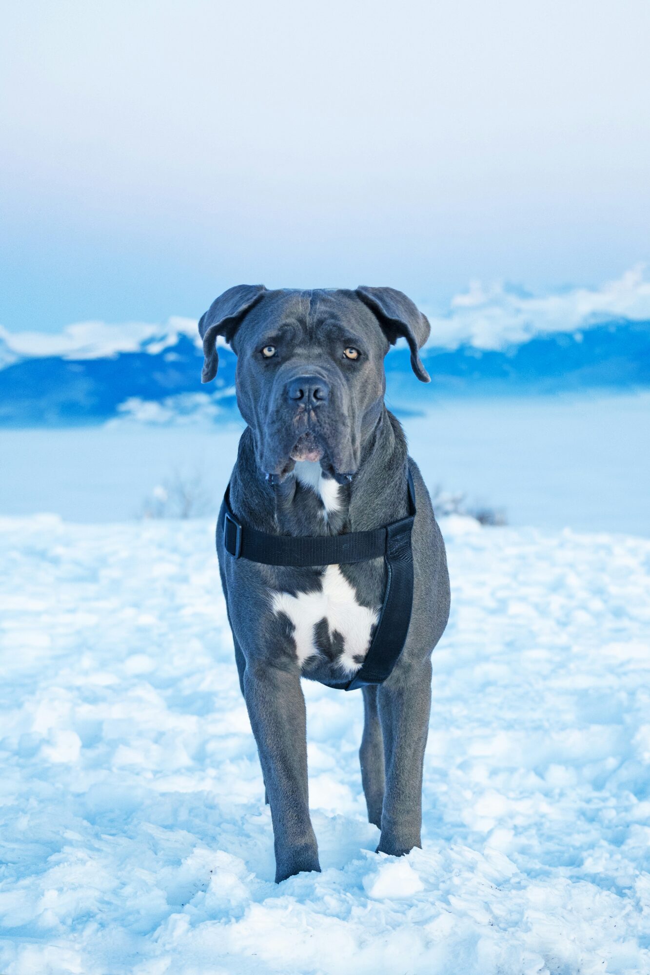 Cane Corso gris portant un harnais noir, debout dans la neige devant des montagnes
