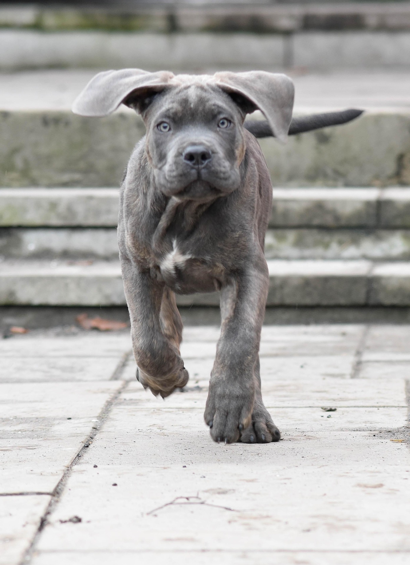 Chiot Cane Corso gris qui court vers l'objectif sur un dallage, les oreilles au vent