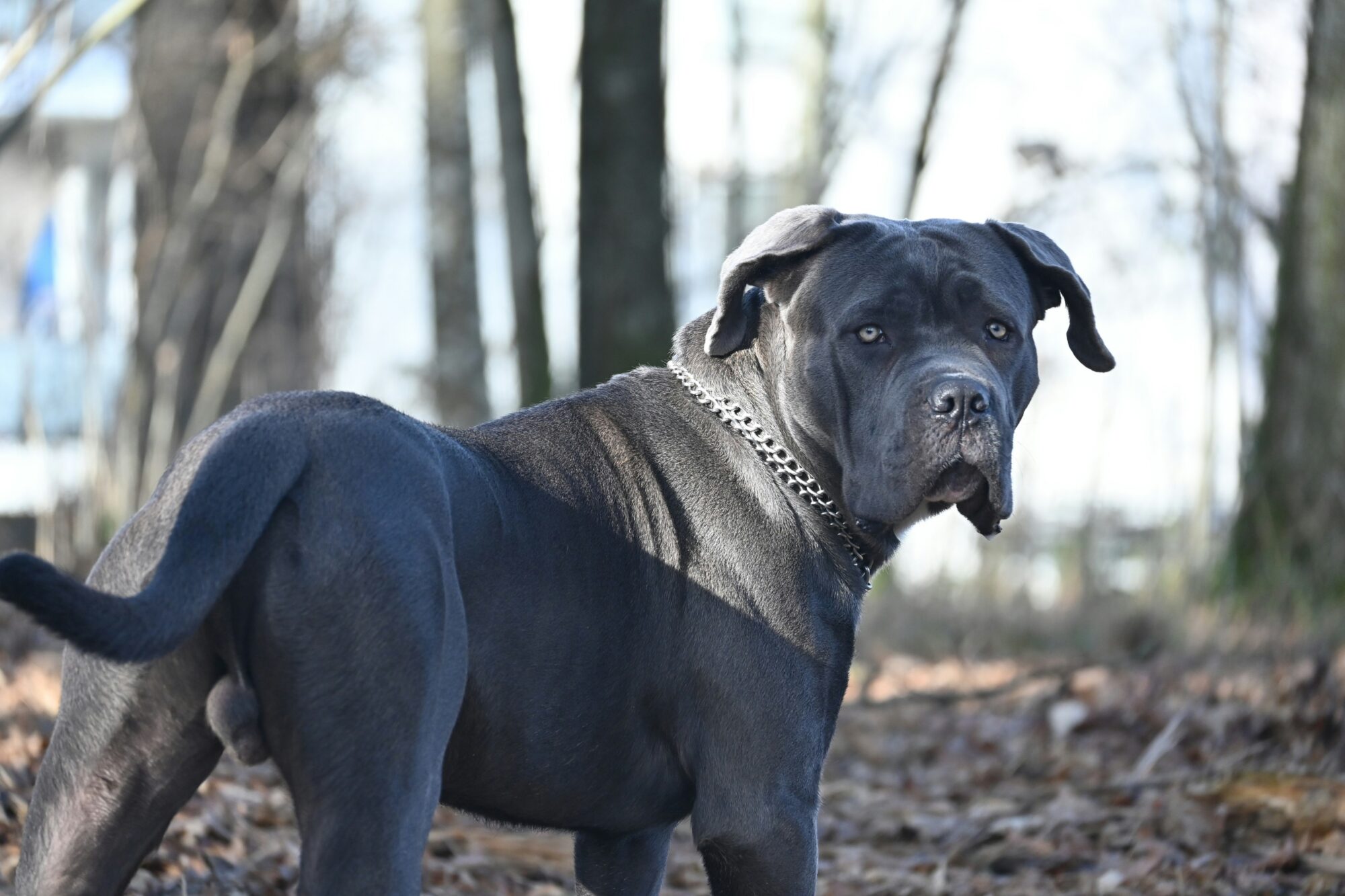Cane Corso gris en forêt qui regarde par-dessus son épaule